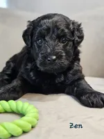 Zen, a male Schnoodle for sale in Goshen, IN – 4 of 10