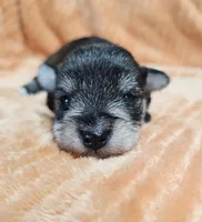 Tyrone, a male Miniature Schnauzer for sale in Goshen, IN – 1 of 6