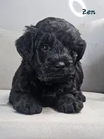 Zen, a male Schnoodle for sale in Goshen, IN – 1 of 10
