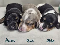 AKC Boy 2, a male Miniature Dachshund for sale in Goshen, IN – 6 of 8