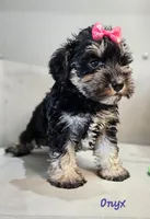 Onyx, a female Miniature Schnauzer for sale in Goshen, IN – 3 of 10