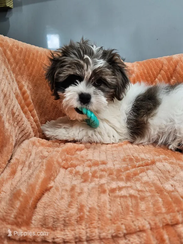 Oak *REDUCED – Shih Tzu, Miniature Dachshund puppy for sale in Goshen, IN