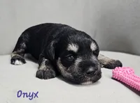 Onyx, a female Miniature Schnauzer for sale in Goshen, IN – 1 of 6