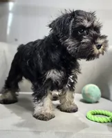 Jett *Reduced*, a male Miniature Schnauzer for sale in Goshen, IN – 6 of 10