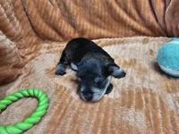 Tyrone, a male Miniature Schnauzer for sale in Goshen, IN – 6 of 6