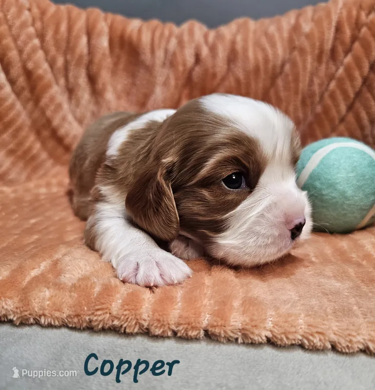 Copper – Cavalier King Charles Spaniel puppy for sale in Goshen, IN
