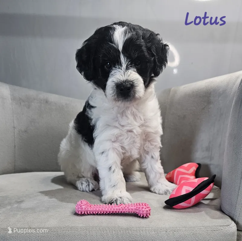 Lotus – Schnoodle puppy for sale in Goshen, IN
