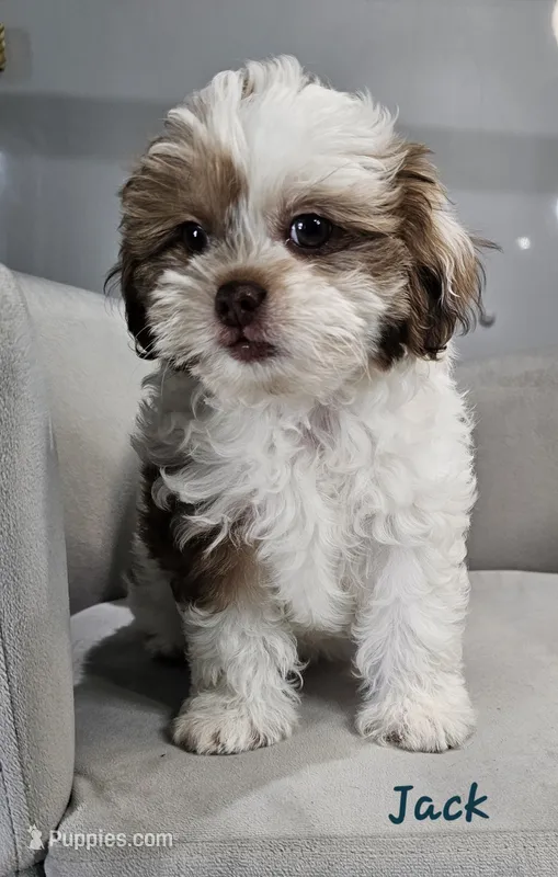 Jack – Shihpoo puppy for sale in Goshen, IN