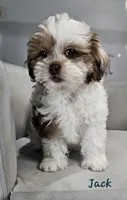 Jack, a male Shihpoo for sale in Goshen, IN – 1 of 10