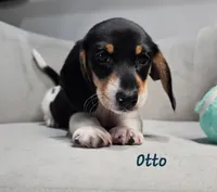 AKC Otto, a male Miniature Dachshund for sale in Goshen, IN – 3 of 10