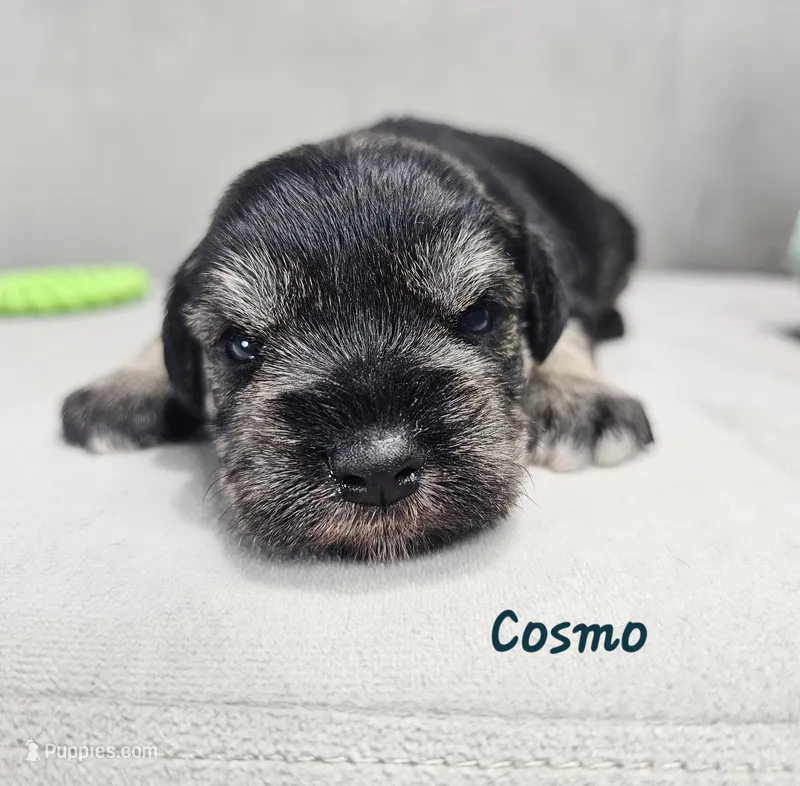 Cosmo – Miniature Schnauzer puppy for sale in Goshen, IN