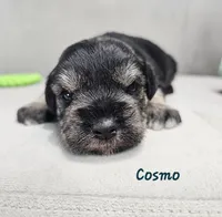 Cosmo, a male Miniature Schnauzer for sale in Goshen, IN – 1 of 8