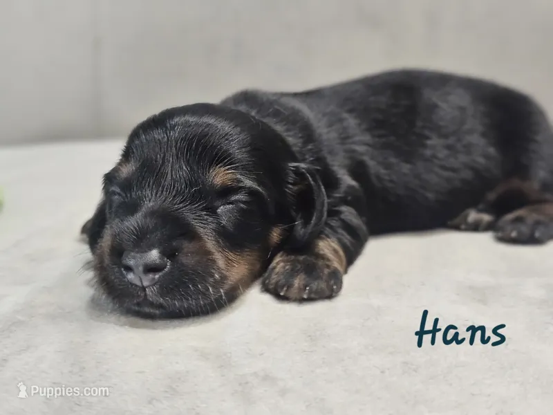 AKC Hans – Miniature Dachshund puppy for sale in Goshen, IN
