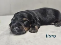 AKC Hans, a male Miniature Dachshund for sale in Goshen, IN – 1 of 8