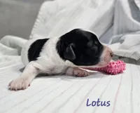Lotus, a female Schnoodle for sale in Goshen, IN – 2 of 5