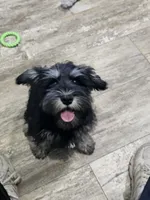 Jett *Labor Day Sale*, a male Miniature Schnauzer for sale in Goshen, IN – 3 of 9