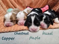 Chestnut, a male Cavalier King Charles Spaniel for sale in Goshen, IN – 5 of 8