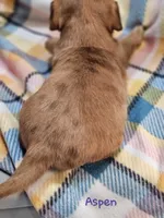 Aspen, a female Shih Tzu and Miniature Dachshund for sale in Goshen, IN – Photo 4 of 10