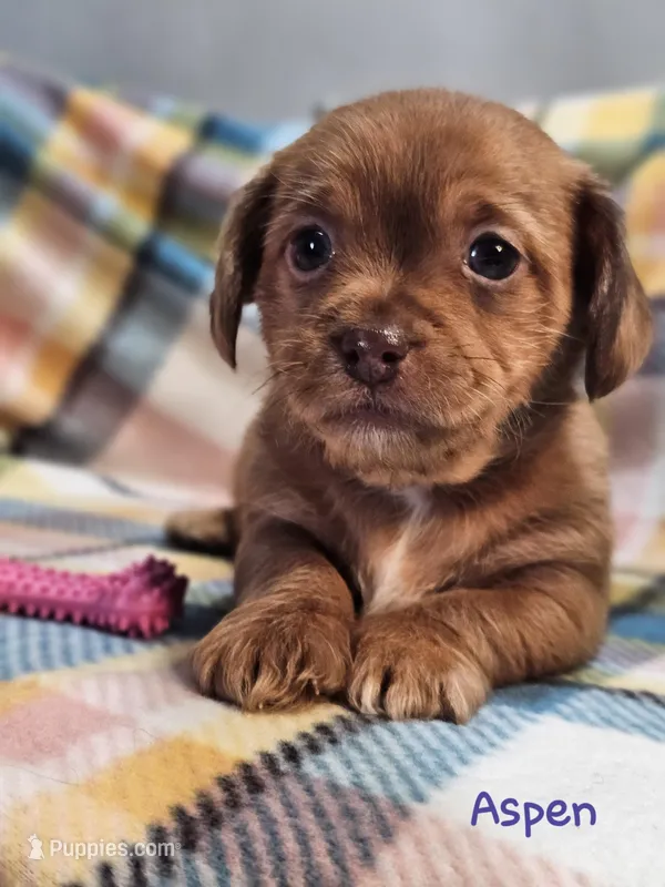 Aspen – Shih Tzu, Miniature Dachshund puppy for sale in Goshen, IN