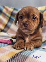 Aspen, a female Shih Tzu and Miniature Dachshund for sale in Goshen, IN – Photo 1 of 10
