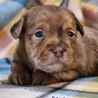 Aspen, a female Shih Tzu and Miniature Dachshund for sale in Goshen, IN – Photo 5 of 10