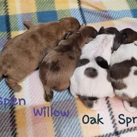 Aspen, a female Shih Tzu and Miniature Dachshund for sale in Goshen, IN – Photo 8 of 10