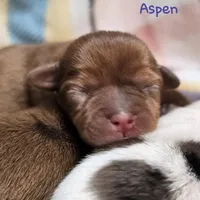 Aspen, a female Shih Tzu and Miniature Dachshund for sale in Goshen, IN – Photo 9 of 10