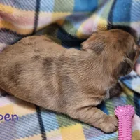Aspen, a female Shih Tzu and Miniature Dachshund for sale in Goshen, IN – Photo 7 of 10