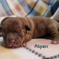 Aspen, a female Shih Tzu and Miniature Dachshund for sale in Goshen, IN – Photo 10 of 10