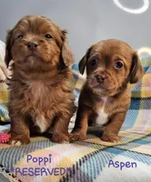 Aspen, a female Shih Tzu and Miniature Dachshund for sale in Goshen, IN – Photo 2 of 10