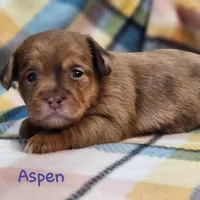 Aspen, a female Shih Tzu and Miniature Dachshund for sale in Goshen, IN – Photo 6 of 10
