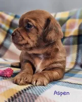 Aspen, a female Shih Tzu and Miniature Dachshund for sale in Goshen, IN – Photo 3 of 10
