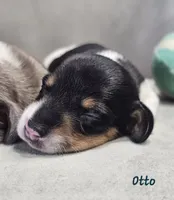 AKC Otto, a male Miniature Dachshund for sale in Goshen, IN – 2 of 8