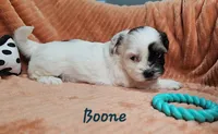 Boone, a male Shihpoo for sale in Goshen, IN – 2 of 10
