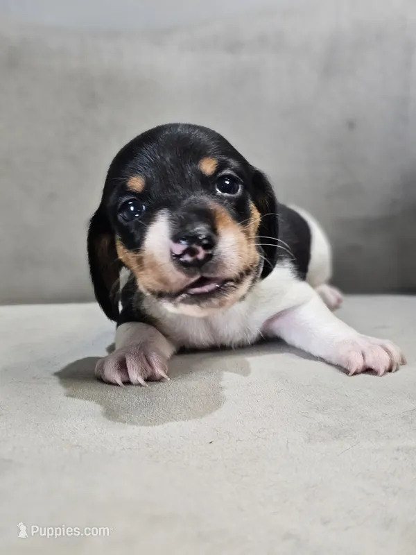 AKC Otto – Miniature Dachshund puppy for sale in Goshen, IN