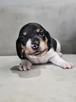 AKC Otto, a male Miniature Dachshund for sale in Goshen, IN – 10 of 10