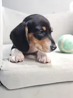 AKC Otto, a male Miniature Dachshund for sale in Goshen, IN – 6 of 10