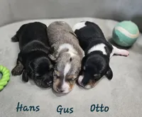 AKC Otto, a male Miniature Dachshund for sale in Goshen, IN – 6 of 8