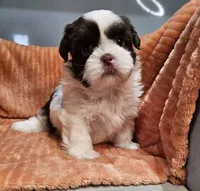 Harlow, a female Shih Tzu for sale in Goshen, IN – 2 of 10