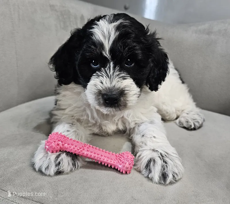 Lotus – Schnoodle puppy for sale in Goshen, IN