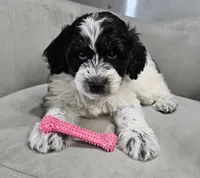 Lotus *Reduced*, a female Schnoodle for sale in Goshen, IN – 6 of 10