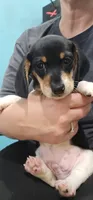 AKC Otto, a male Miniature Dachshund for sale in Goshen, IN – 8 of 10