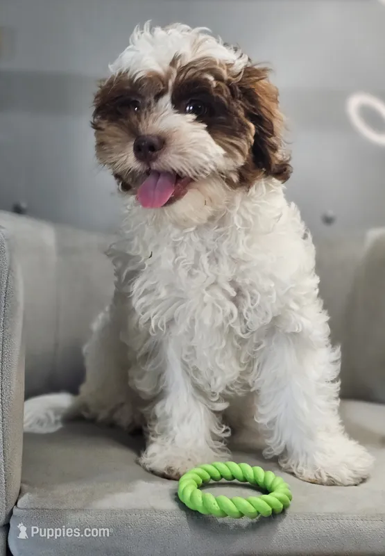 Hurley – Shihpoo puppy for sale in Goshen, IN