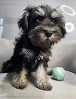 Jett *Labor Day Sale*, a male Miniature Schnauzer for sale in Goshen, IN – 2 of 9