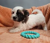 Boone, a male Shihpoo for sale in Goshen, IN – 5 of 10