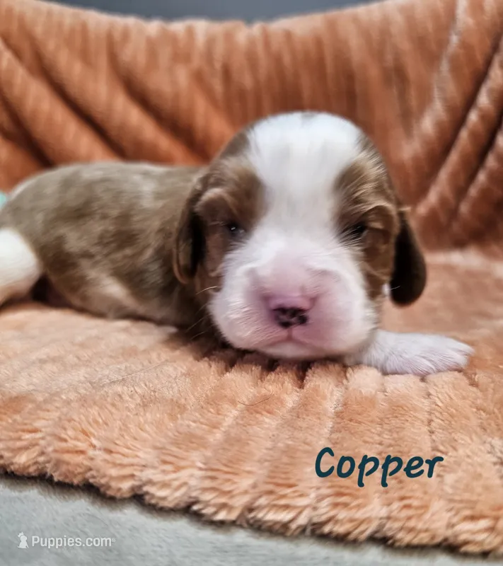 Copper – Cavalier King Charles Spaniel puppy for sale in Goshen, IN