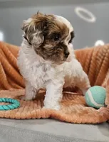 Hurley, a male Shihpoo for sale in Goshen, IN – 8 of 10
