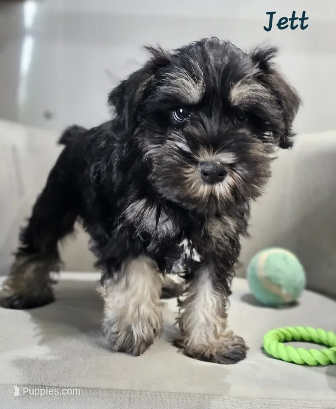 Jett – Miniature Schnauzer puppy for sale in Goshen, IN