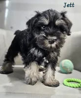 Jett *Reduced*, a male Miniature Schnauzer for sale in Goshen, IN – 4 of 10