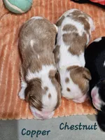 Copper, a male Cavalier King Charles Spaniel for sale in Goshen, IN – 6 of 8